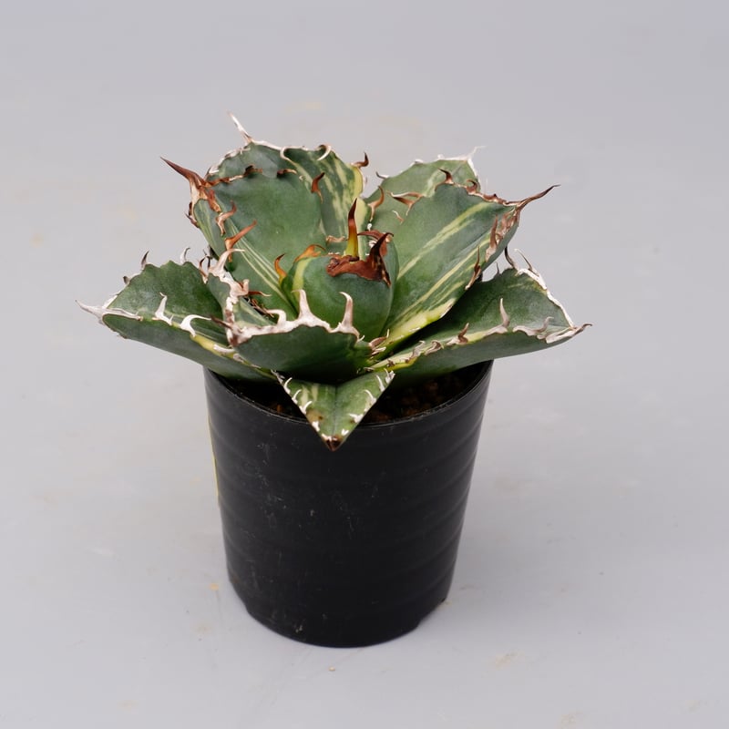 斑入り】アガベ チタノタ 白鯨 Agave titanota white whale 204