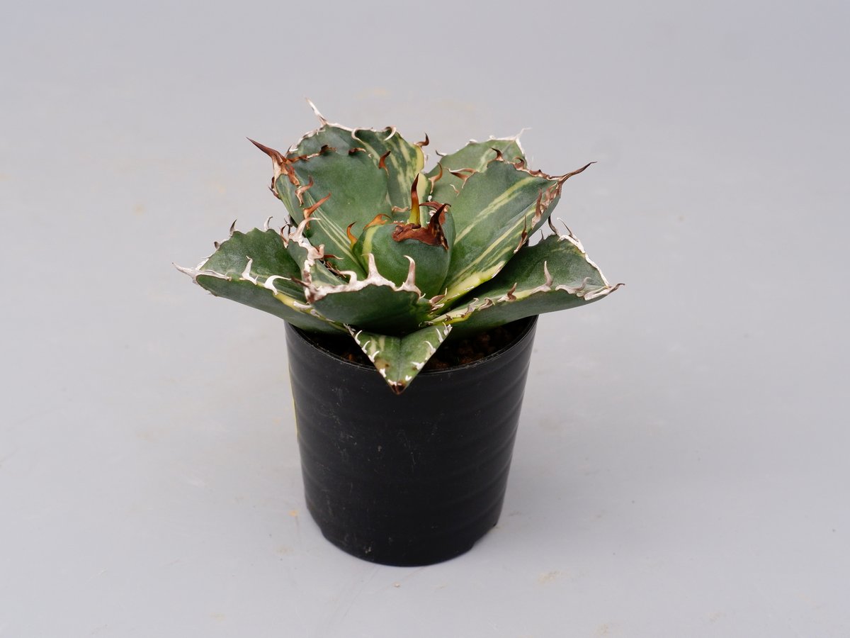 斑入り】アガベ チタノタ 白鯨 Agave titanota white whale 204 斑入り】アガベ チタノタ 白鯨 Agave titanota white whale 204