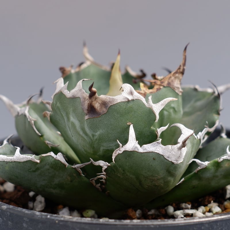 アガベ チタノタ 白鯨 056 Agave titanota white whale | Su
