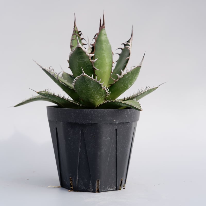 アガベ ホリダ 029 Agave horrida 強棘 | Sunny Branch
