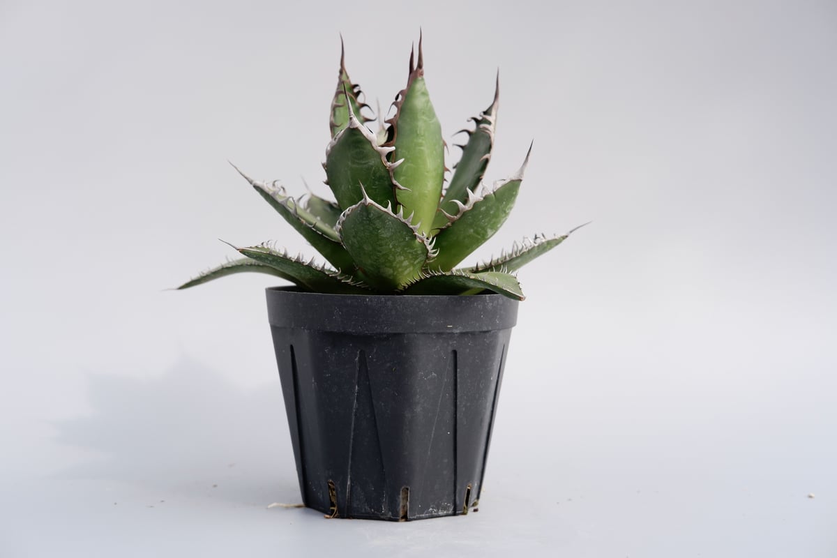 アガベ ホリダ 029 Agave horrida 強棘 | Sunny Branch