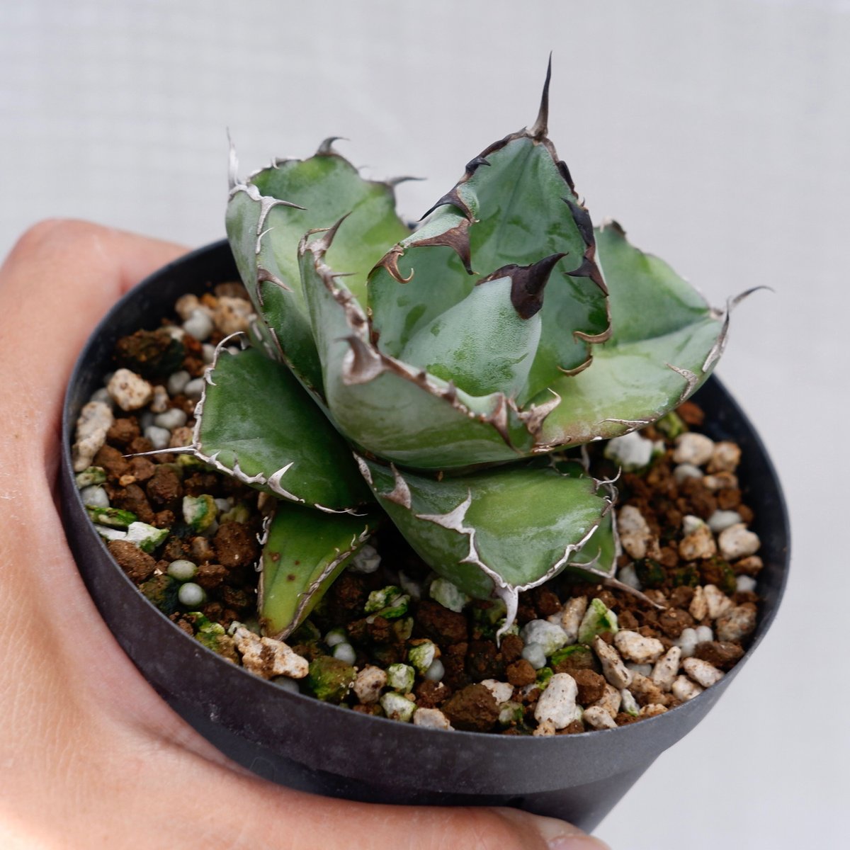 アガベ BB アガベ チタノタ ブラックアンドブルー/bb-30 | アガベ専門店