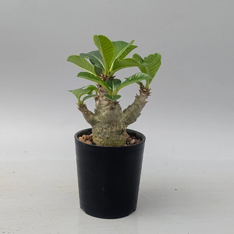 パキポディウム ウィンゾリー 実生株 180 Pachypodium windsorii |