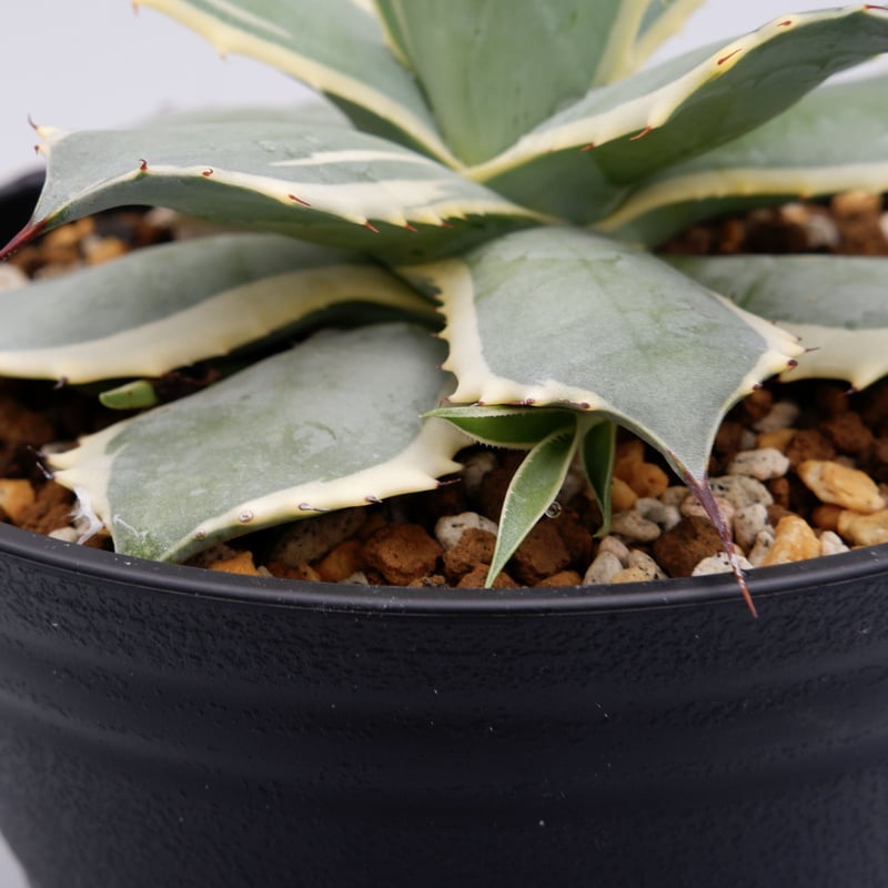 Agave Potatorum Bluewinds 004 | Sunny Branch
