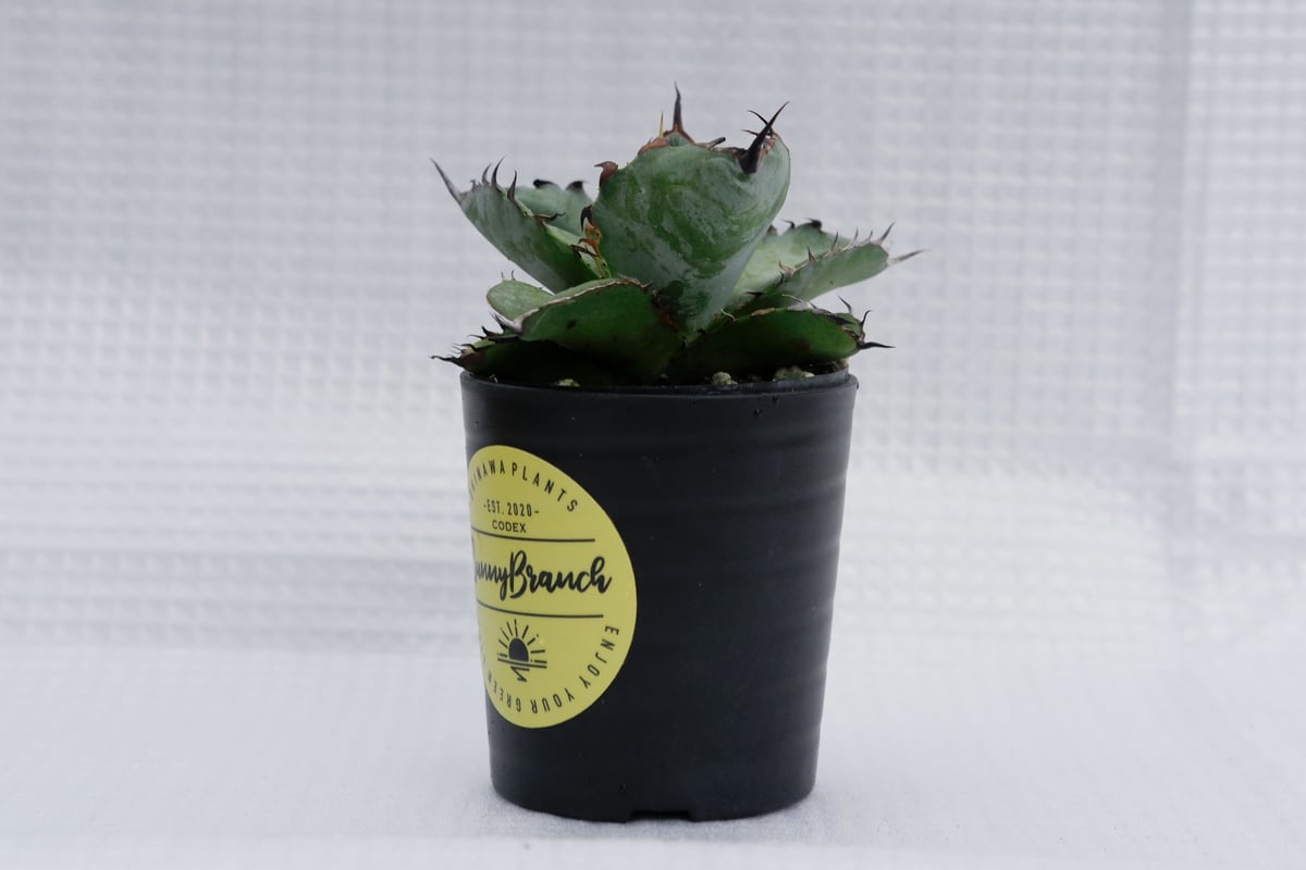 アガベ　ブラック&ブルー　BB チタノタ アガベ チタノタ ブラックアンドブルー Agave titanota BB 036 | Sun