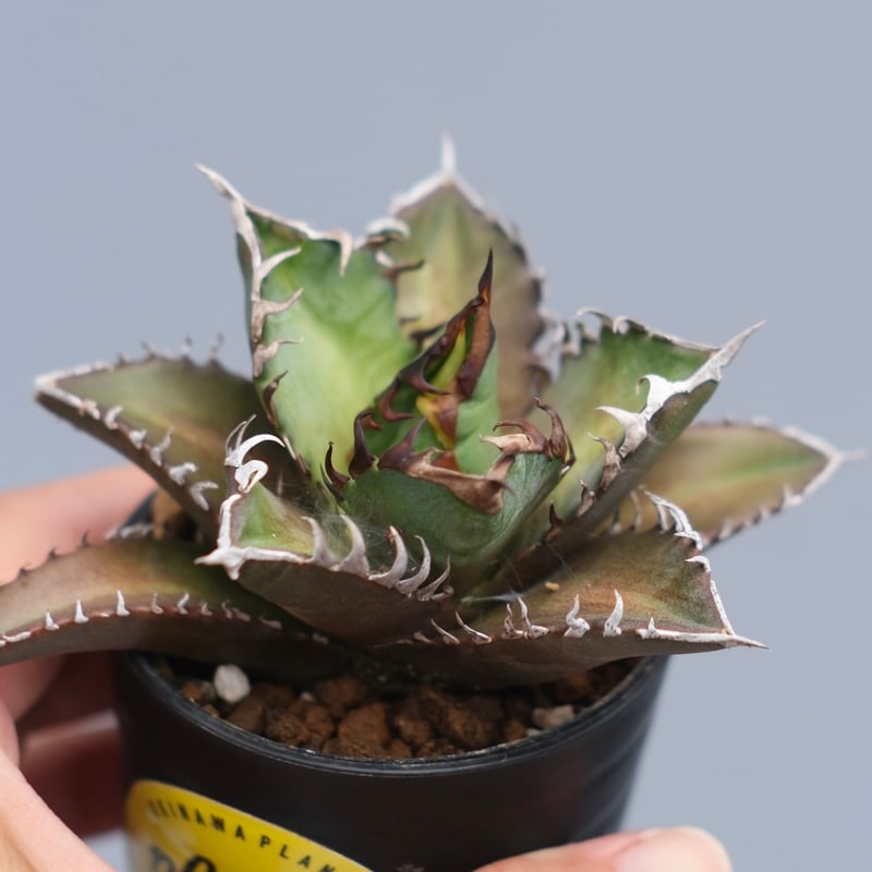 アガベ チタノタ レッドキャットウィーズル Agave titanota Red