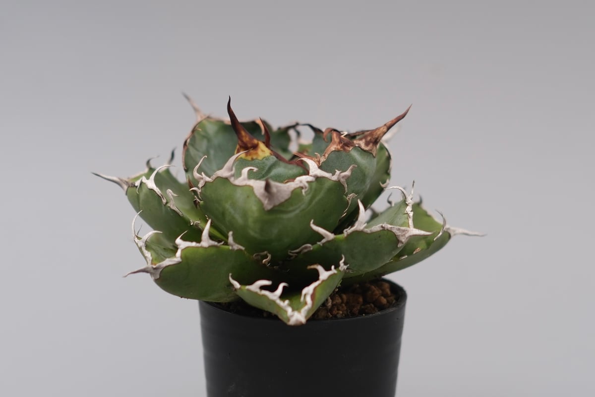 アガベ チタノタ 白鯨 Agave titanota white whale 225 | Su