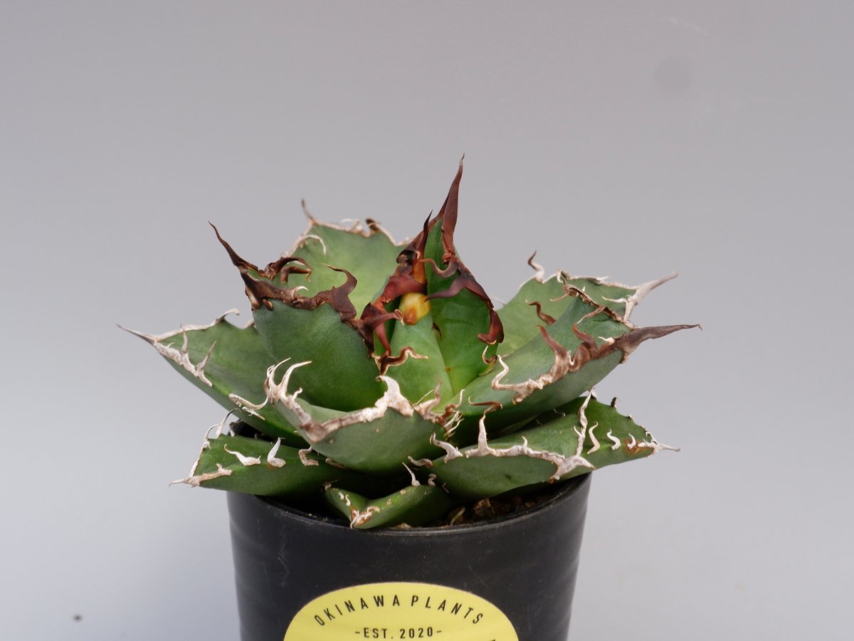 アガベ チタノタ シーザー Agave titanota caesar 147 | Sunny