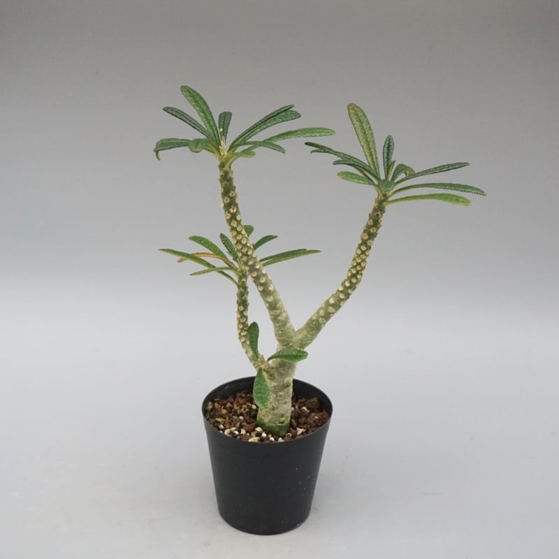 ドルステニア ギガス031 Dorstenia gigas | Sunny Branch