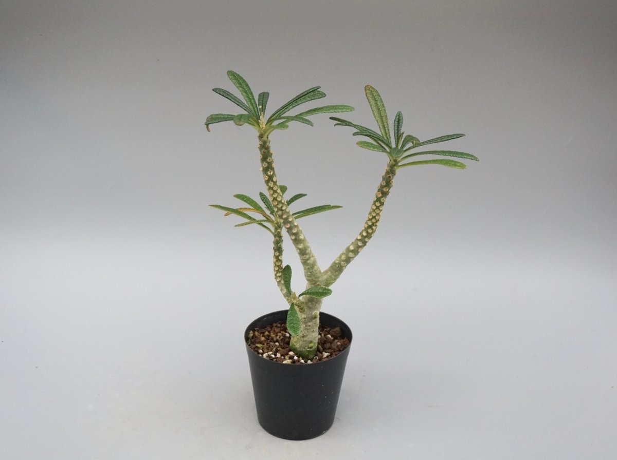 ドルステニア ギガス031 Dorstenia gigas | Sunny Branch
