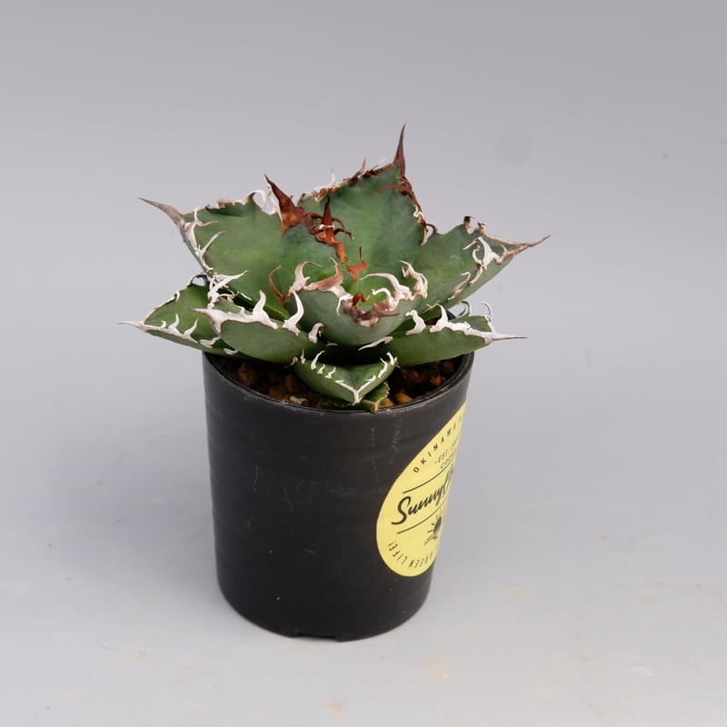 アガベ チタノタ シーザー Agave titanota caesar 144 | Sunny