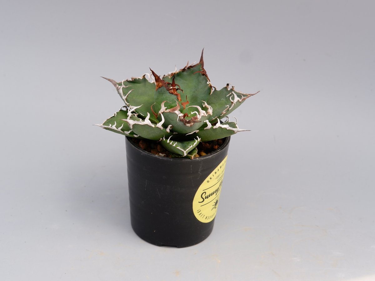 アガベ チタノタ シーザー Agave titanota caesar 144 | Sunny