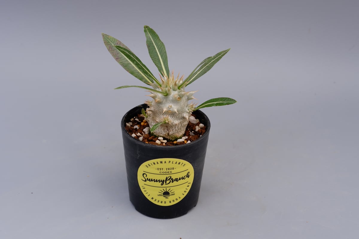 パキポディウム ロスラーツム 実生株 004 Pachypodium rosulatum