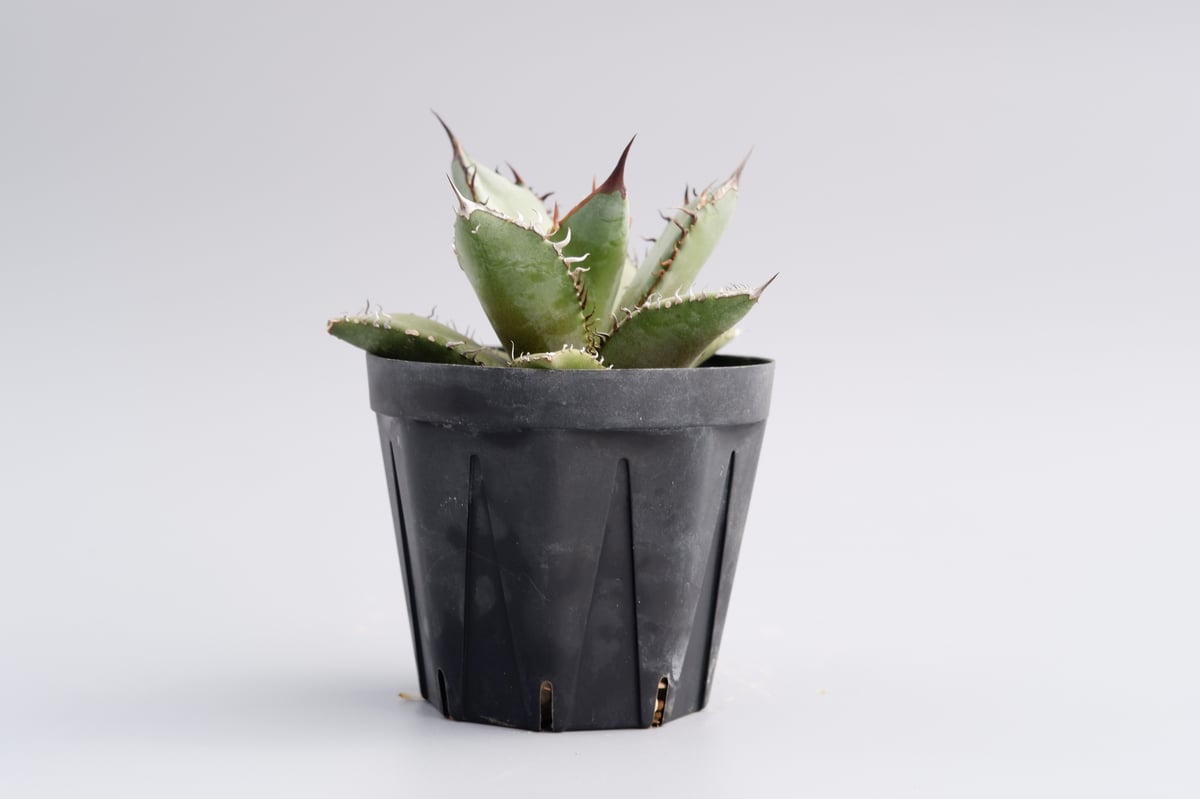 【専用お父ちゃん様】アガベ　オテロイ実生 アガベ オテロイ 実生株 Agave oteroi seeding 047 | Sunny