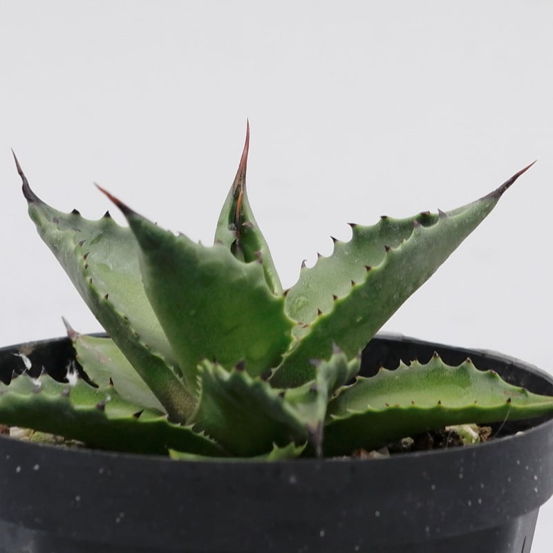 アガベ マグニフィカ マグニフィカ」アガベ栽培記（2020年6月～2022年9月）: ROAD TO