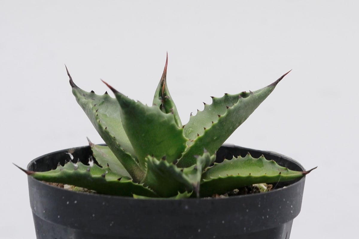 アガベ サロモニー・アガベ マグニフィカ 002 Agave salomonii Agave