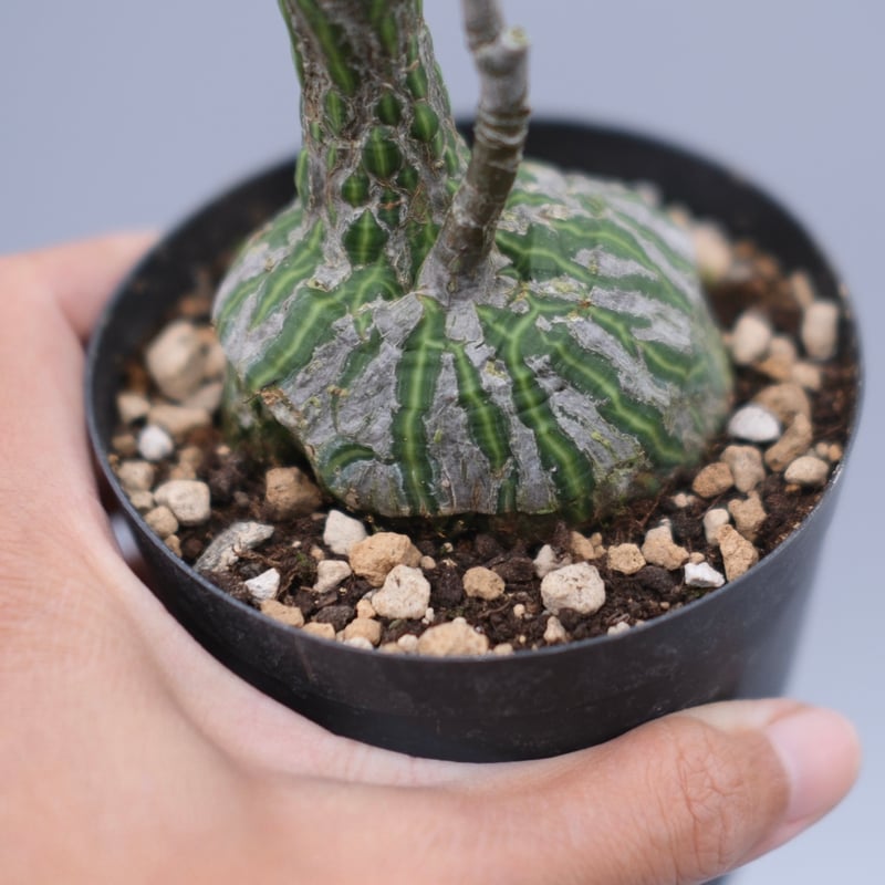 まんまる型 プセウド ボンバックス 063 Pseudobombax ellipticum |