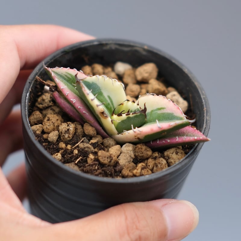 スナグルトゥース アガベ チタノタ スナグルトゥース Agave titanota Snaggle