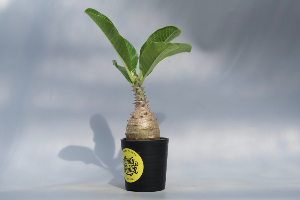 パキポディウム ウィンゾリー 実生株 068 Pachypodium windsorii |