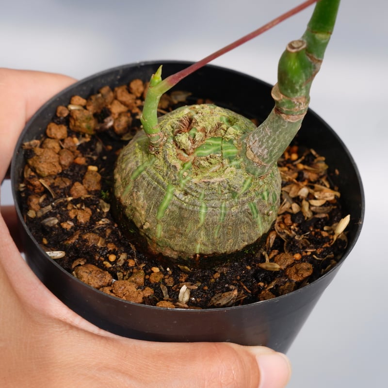 まんまる型 プセウド ボンバックス 030 Pseudobombax ellipticum |