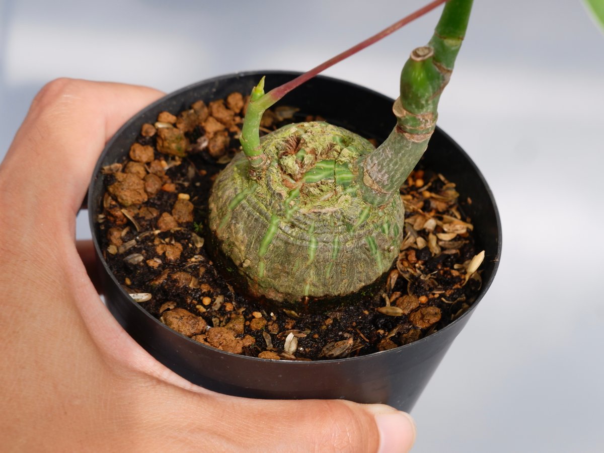 まんまる型 プセウド ボンバックス 030 Pseudobombax ellipticum |