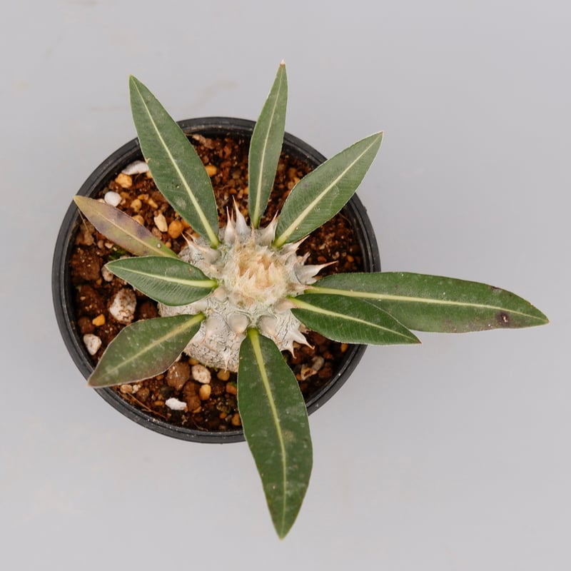 パキポディウム ロスラーツム 実生株 005 Pachypodium rosulatum