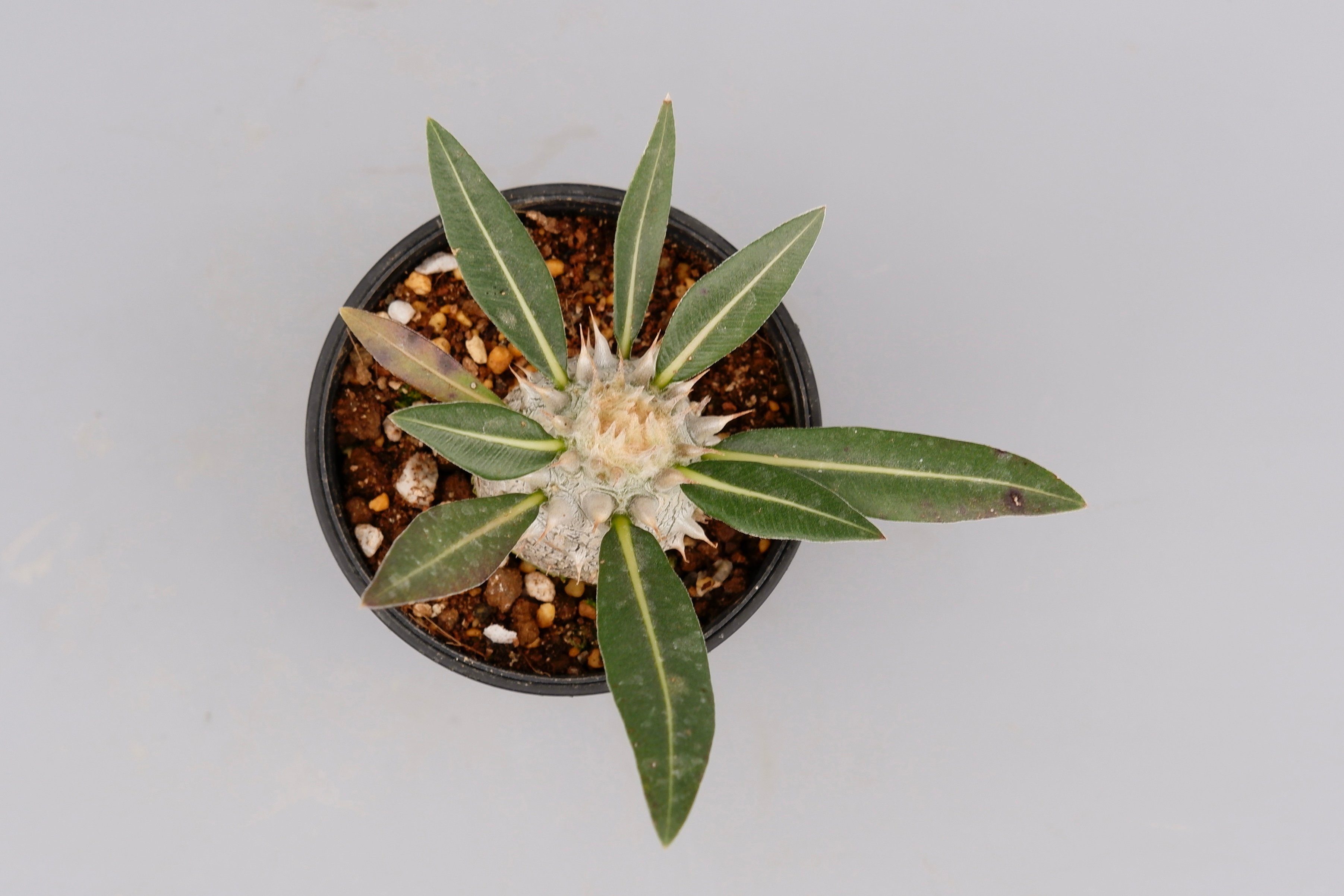 パキポディウム ロスラーツム 実生株 005 Pachypodium rosulatum ve