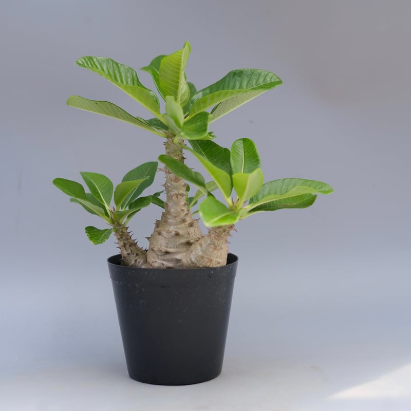 国内実生株　パキポディウム ウィンゾリー　⑤ パキポディウム ウィンゾリー 実生株 064 Pachypodium windsorii