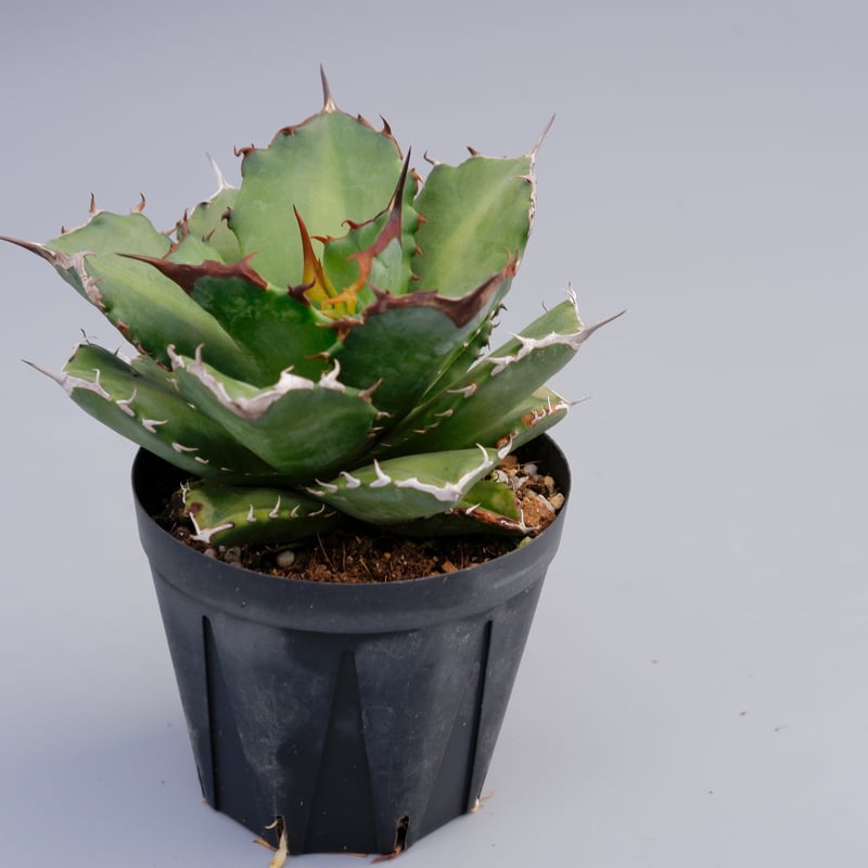 アガベ チタノタ ドワーフ 002 Agave titanota 'Dwarf' | Sunn