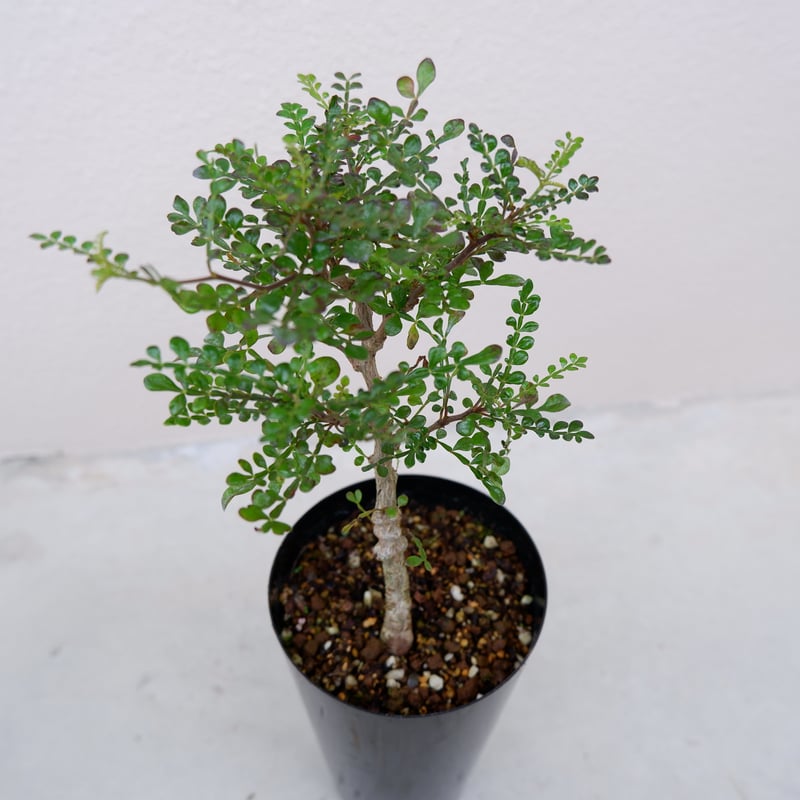 オペルクリカリア　デカリー　大株　2年 オペルクリカリア・デカリーの基本情報・育て方｜多肉植物