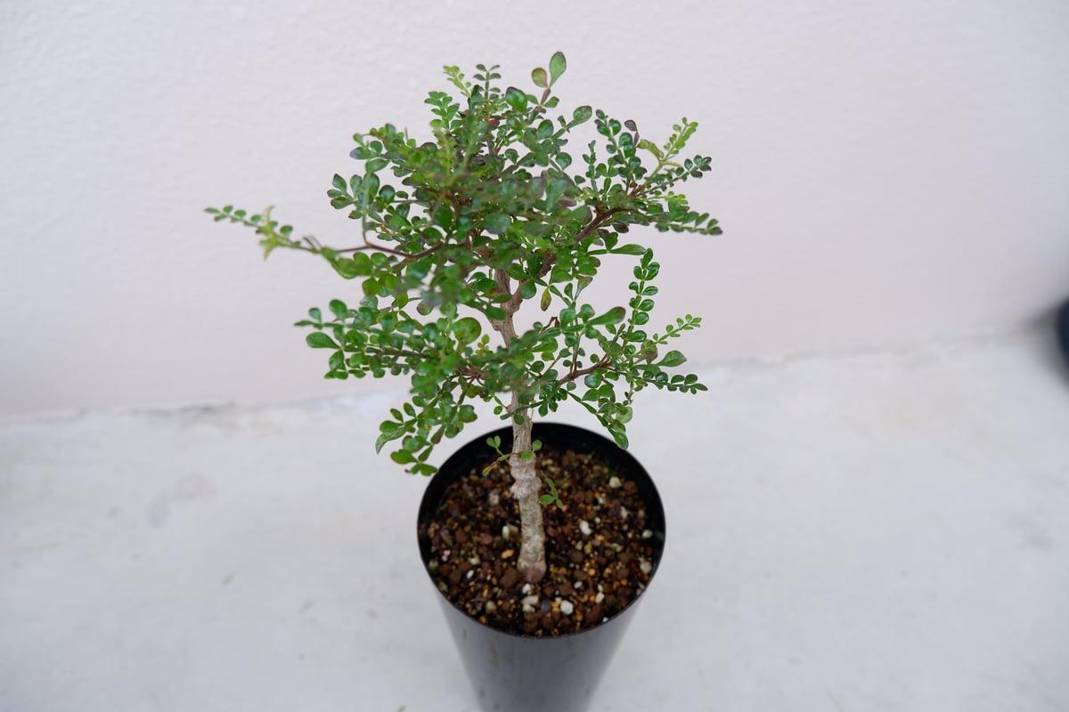 オペルクリカリア デカリー OP−002 | Sunny Branch