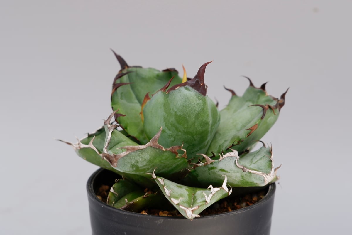 アガベ チタノタ ブラックアンドブルー Agave titanota BB 074 | Sun
