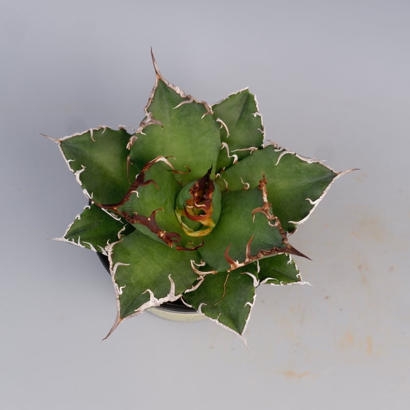 アガベ　シーザー　ダブルヘッド シーザー（Lize産） 四方向からのヘッドロックで開かなくなった