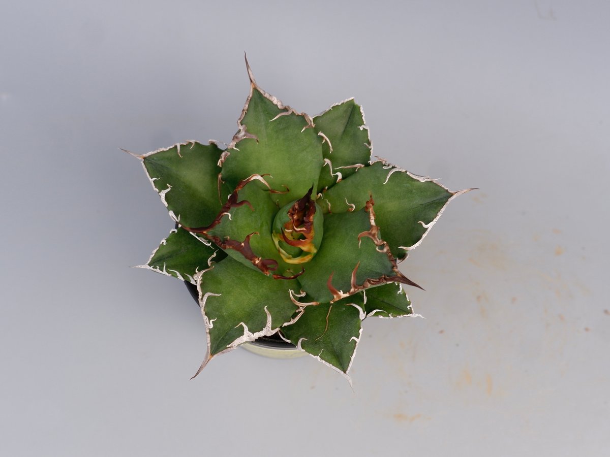 超美株　球形　アガベ　チタノタ　シーザー　【C70502】 アガベ チタノタ シーザー / 凱撒 【台湾産/中株/発根済み