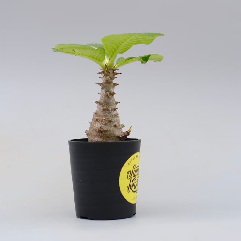 【自家採取】 発芽確認　30粒 パキポディウム ウィンゾリーwindsorii 自家採取】 発芽確認 30粒 パキポディウム ウィンゾリーwindsorii 自家