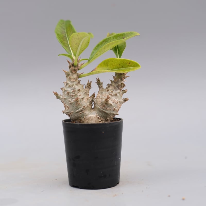 パキポディウム ウィンゾリー 実生株 117 Pachypodium windsorii |