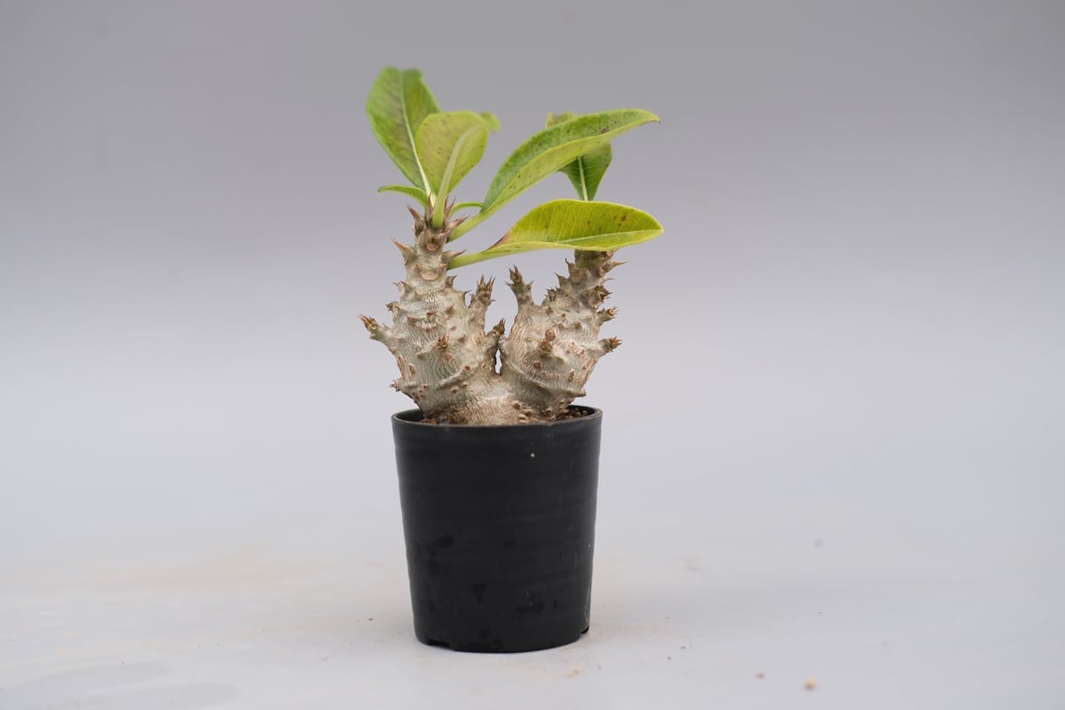 パキポディウム ウィンゾリー 実生株 117 Pachypodium windsorii |