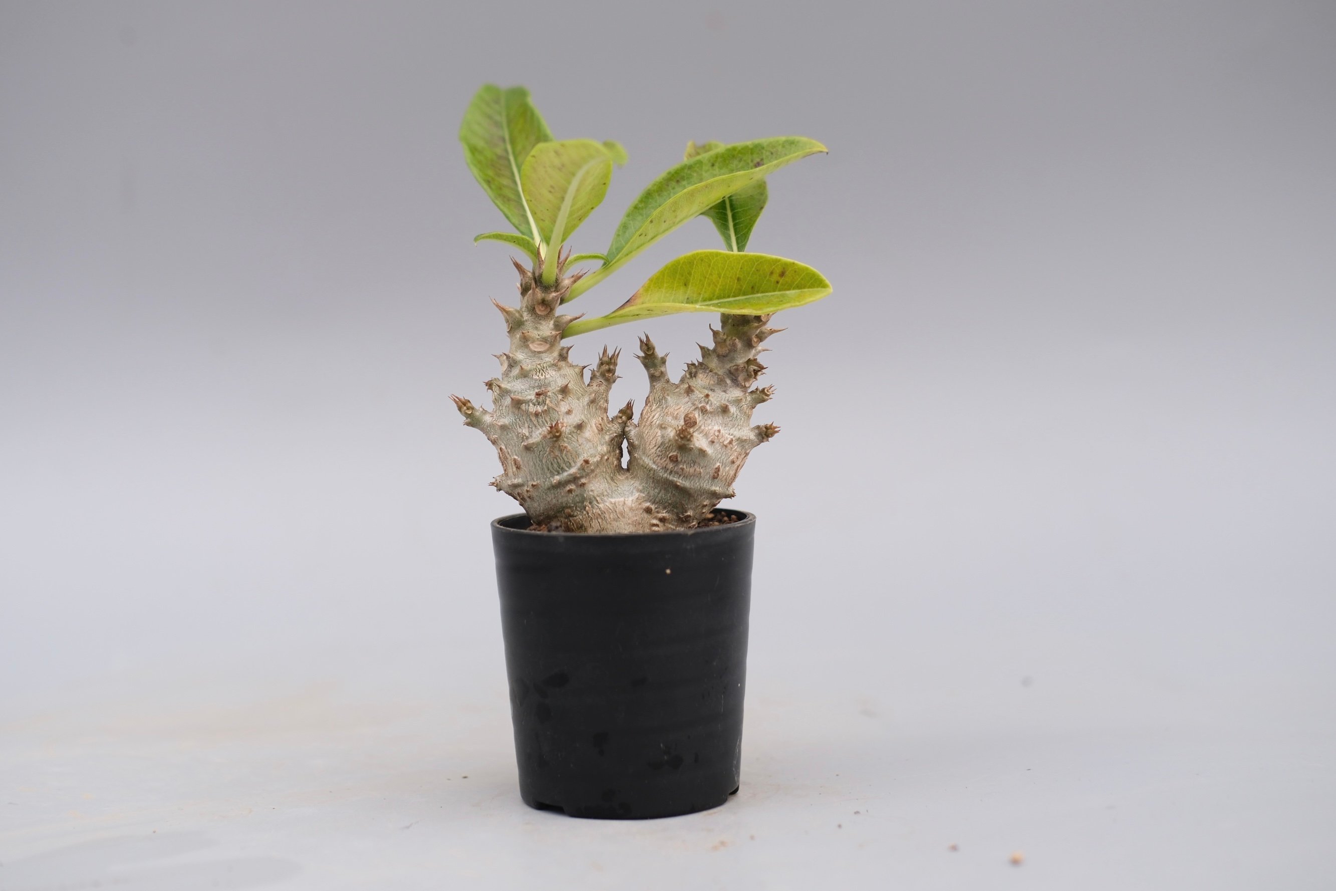 パキポディウム ウィンゾリー 実生株 117 Pachypodium windsorii |