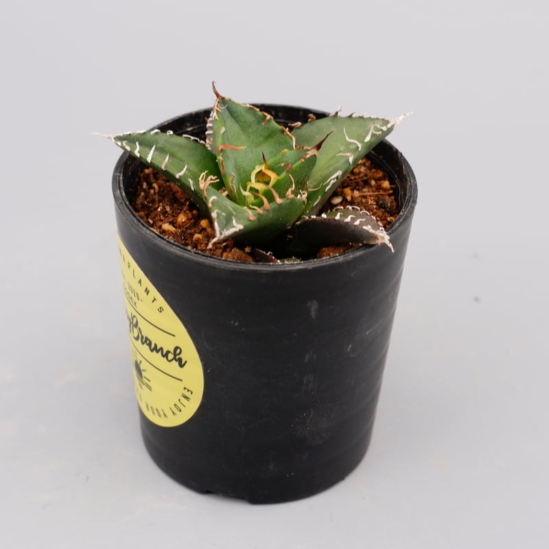 アガベ チタノタ シーザー Agave titanota caesar 093 | Sunny