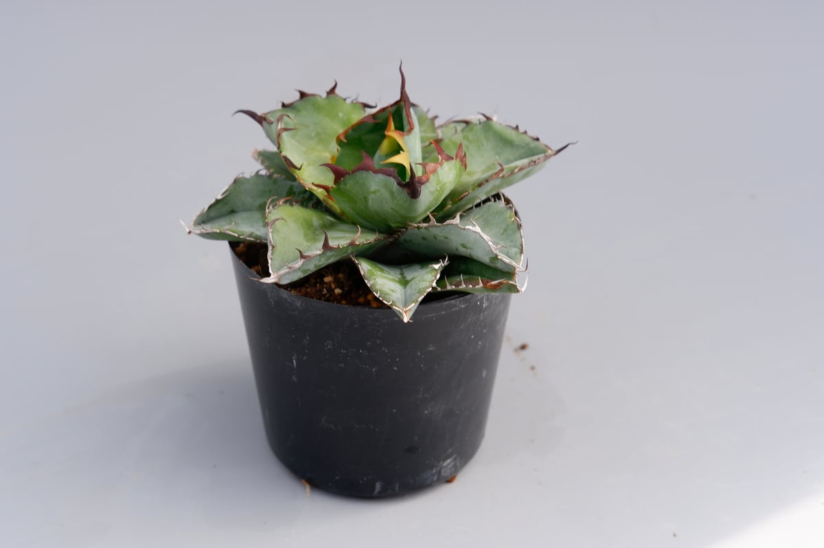 アガベ チタノタ ブラックアンドブルー Agave titanota BB 067 | Sun