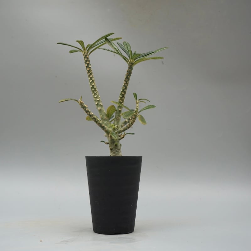 ドルステニア ギガス033 Dorstenia gigas | Sunny Branch