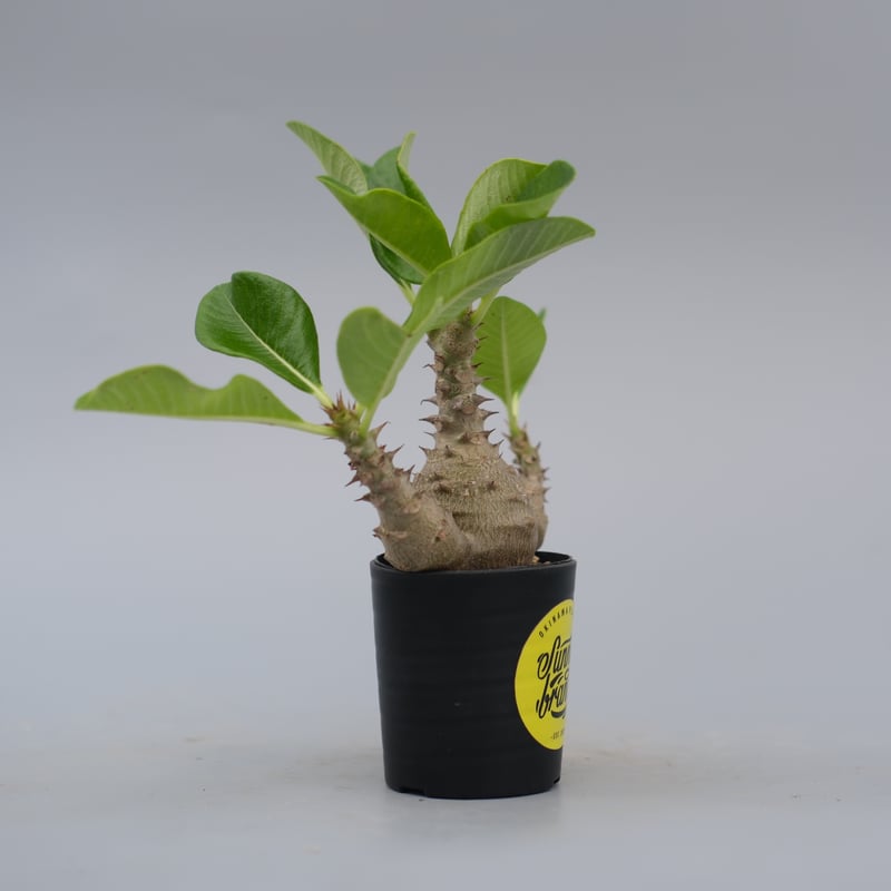 パキポディウム ウィンゾリー 実生株 074 Pachypodium windsorii |