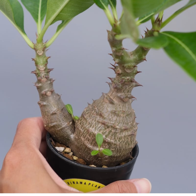 パキポディウム ウィンゾリー 実生株 073 Pachypodium windsorii |