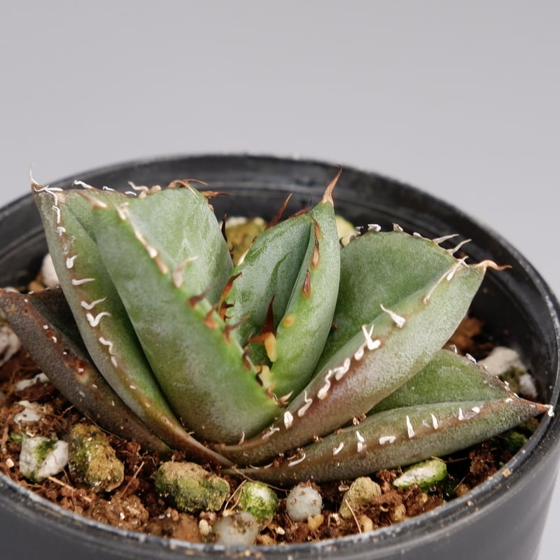 アガベ オテロイ 実生株 Agave oteroi seeding 029 | Sunny
