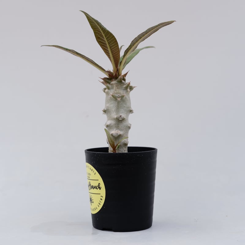 パキポディウム バロニー実生株012 Pachypodium baronii | Sunny パキポディウム バロニー実生株012 Pachypodium baronii | Sunny