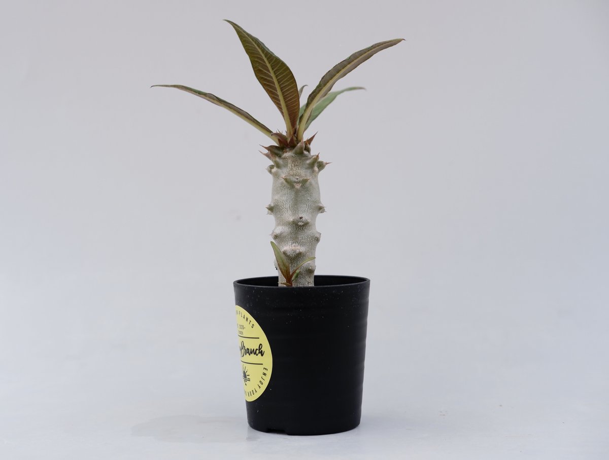 パキポディウム バロニー実生株012 Pachypodium baronii | Sunny