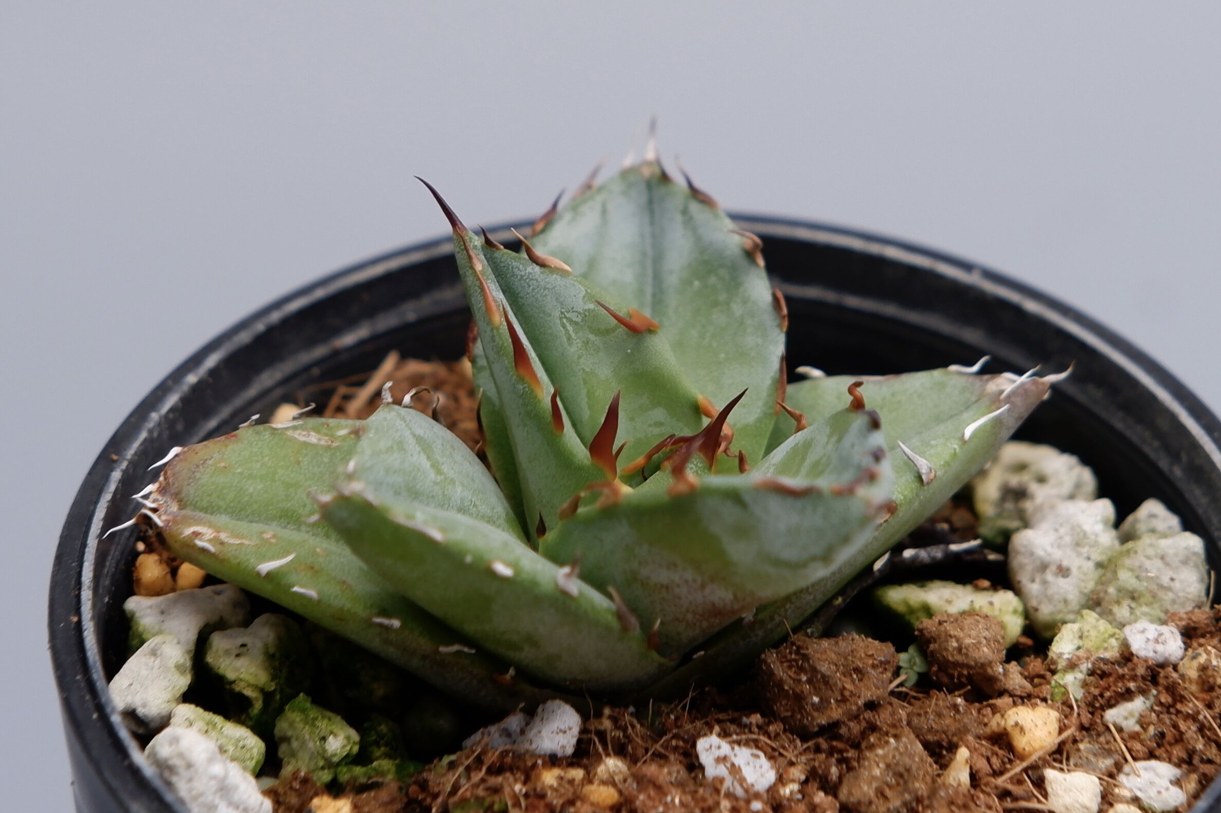 アガベ オテロイ 実生株 Agave oteroi seeding 024 | Sunny