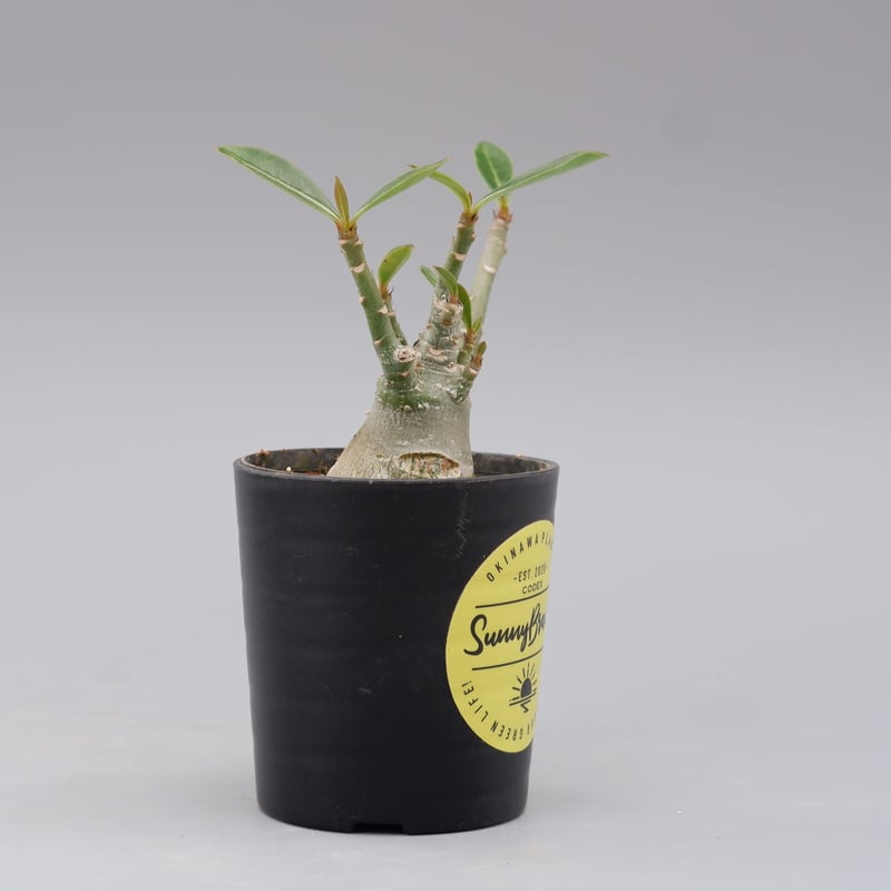 アデニウム ソマレンセ 実生株 Adenium somalense 002 | Sunny アデニウム ソマレンセ 実生株 Adenium somalense 002 | Sunny
