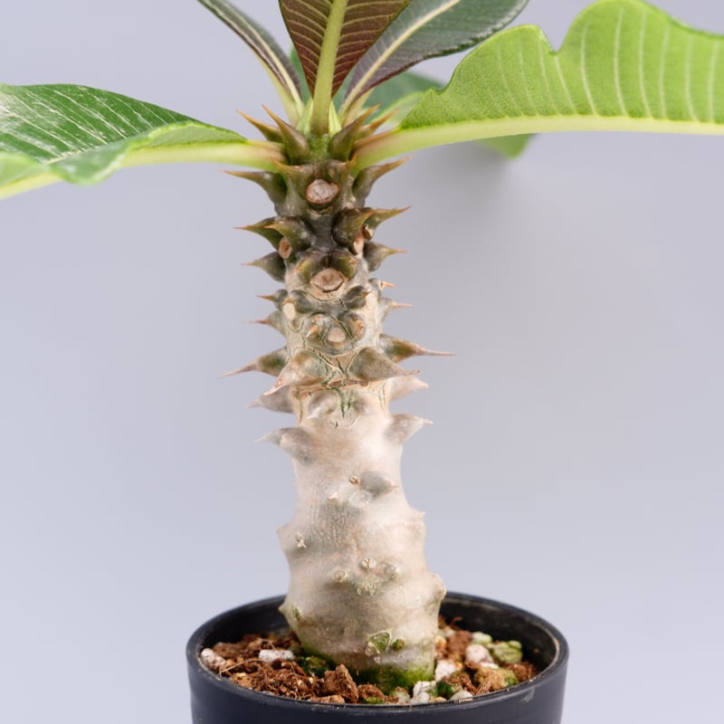 パキポディウム バロニー実生株 014 Pachypodium baronii | Sunn