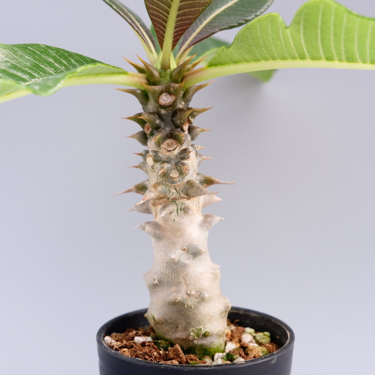 パキポディウムバロニー 国内実生 ダブルヘッド パキポディウムバ